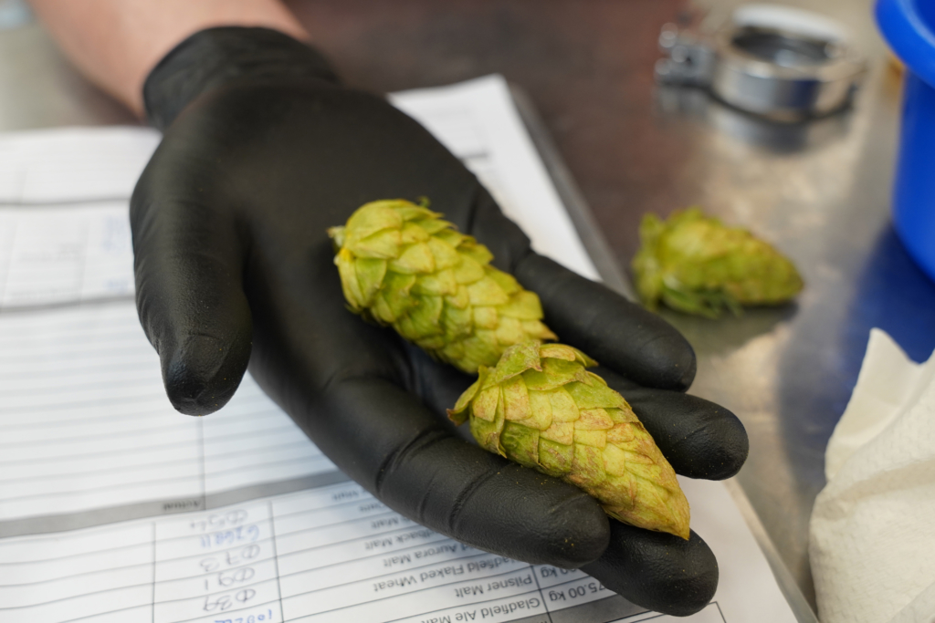 Nectaron hop cones on display.